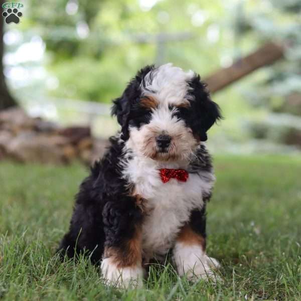 Gavin, Mini Bernedoodle Puppy